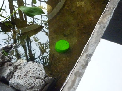 pond